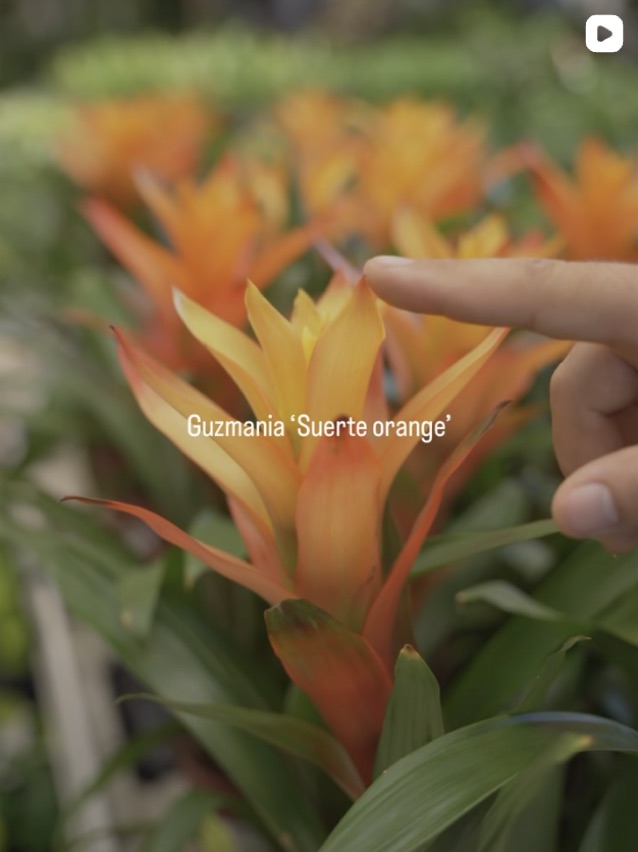 Plantart Instagram reel